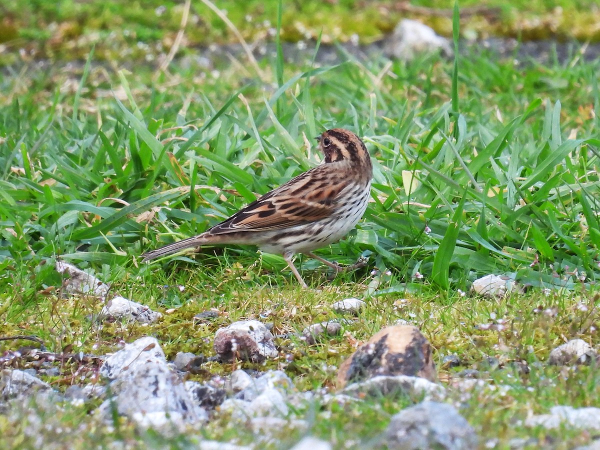 Little Bunting - ML618554661