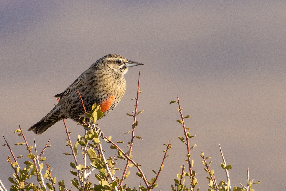 Long-tailed Meadowlark - ML618554664