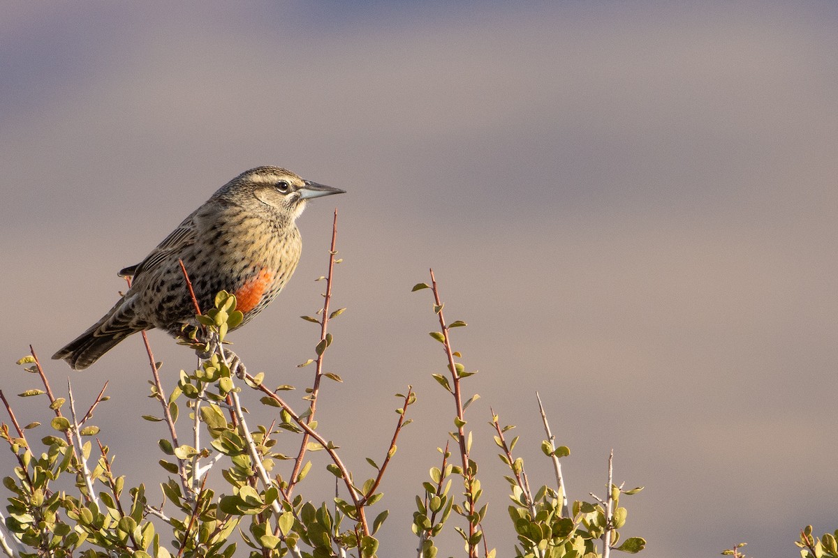 Long-tailed Meadowlark - ML618554665