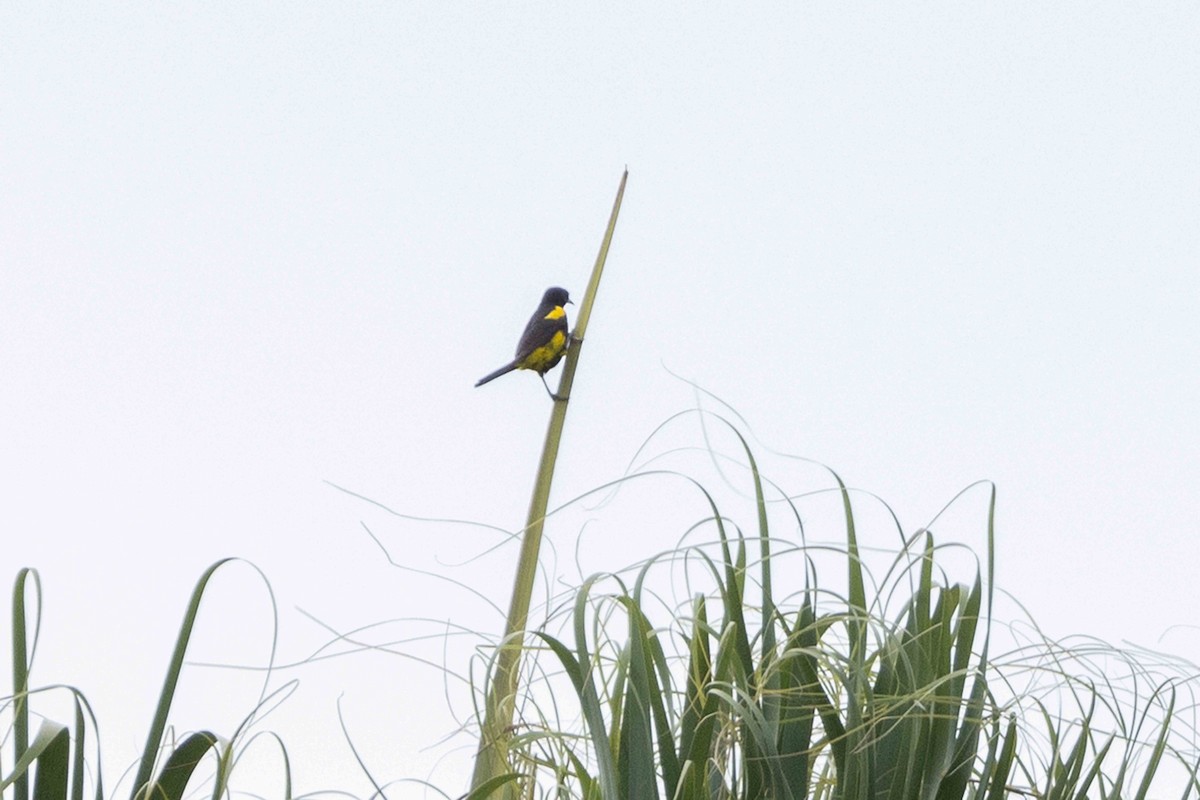 Hispaniolan Oriole - ML618554673