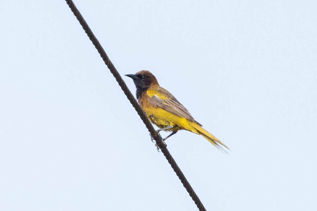 Hispaniolan Oriole - ML618554678