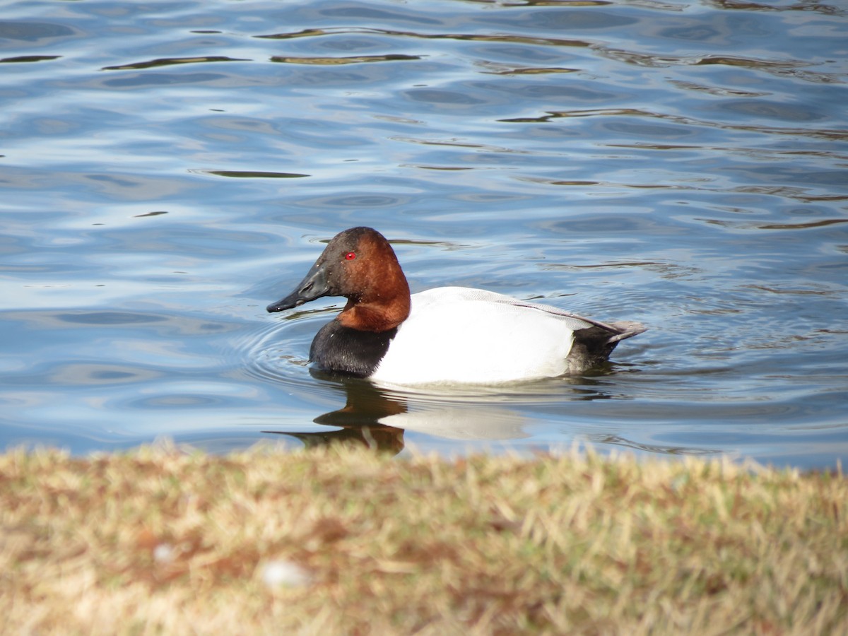 Canvasback - Sam Holcomb