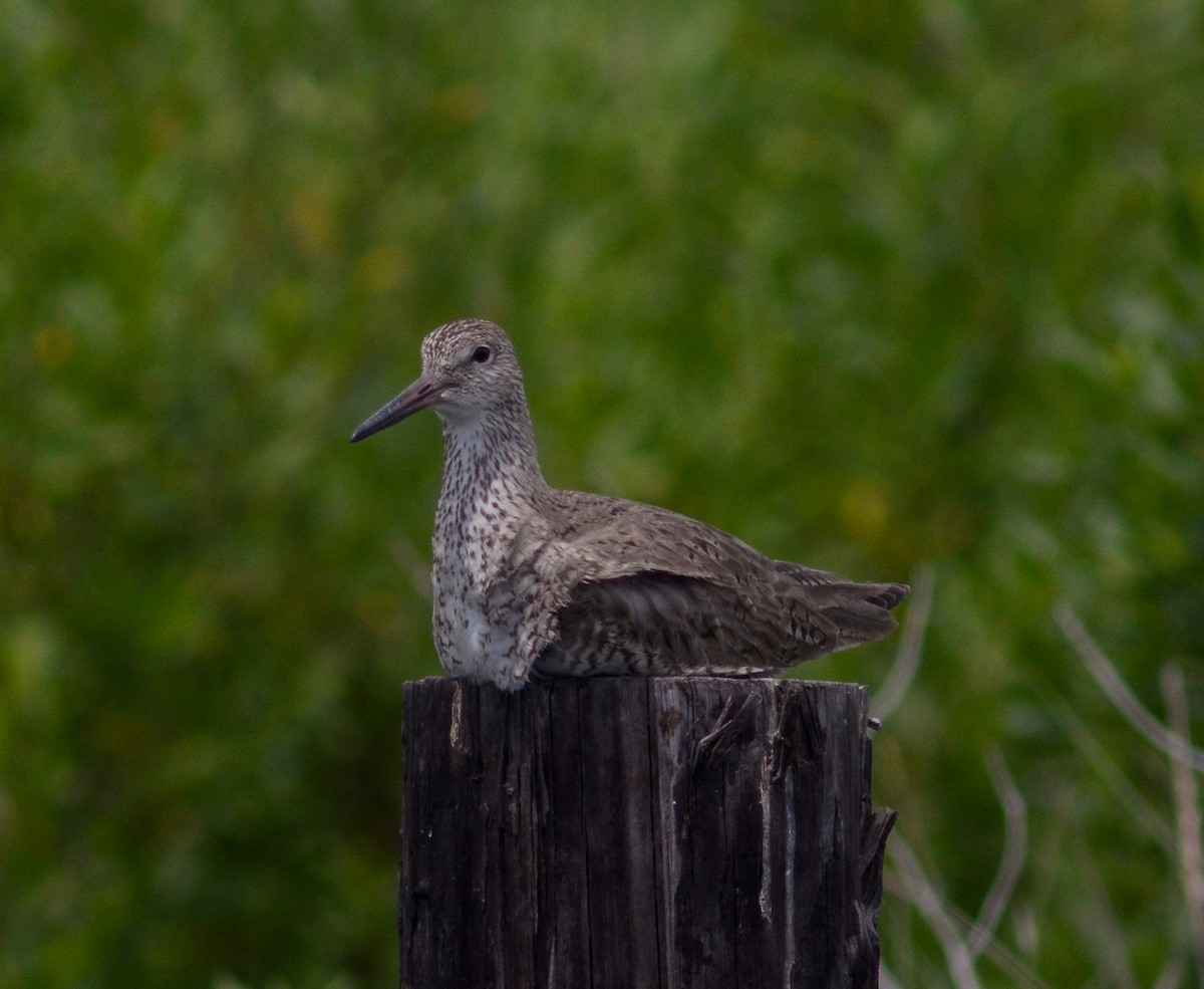 Willet - ML618554693