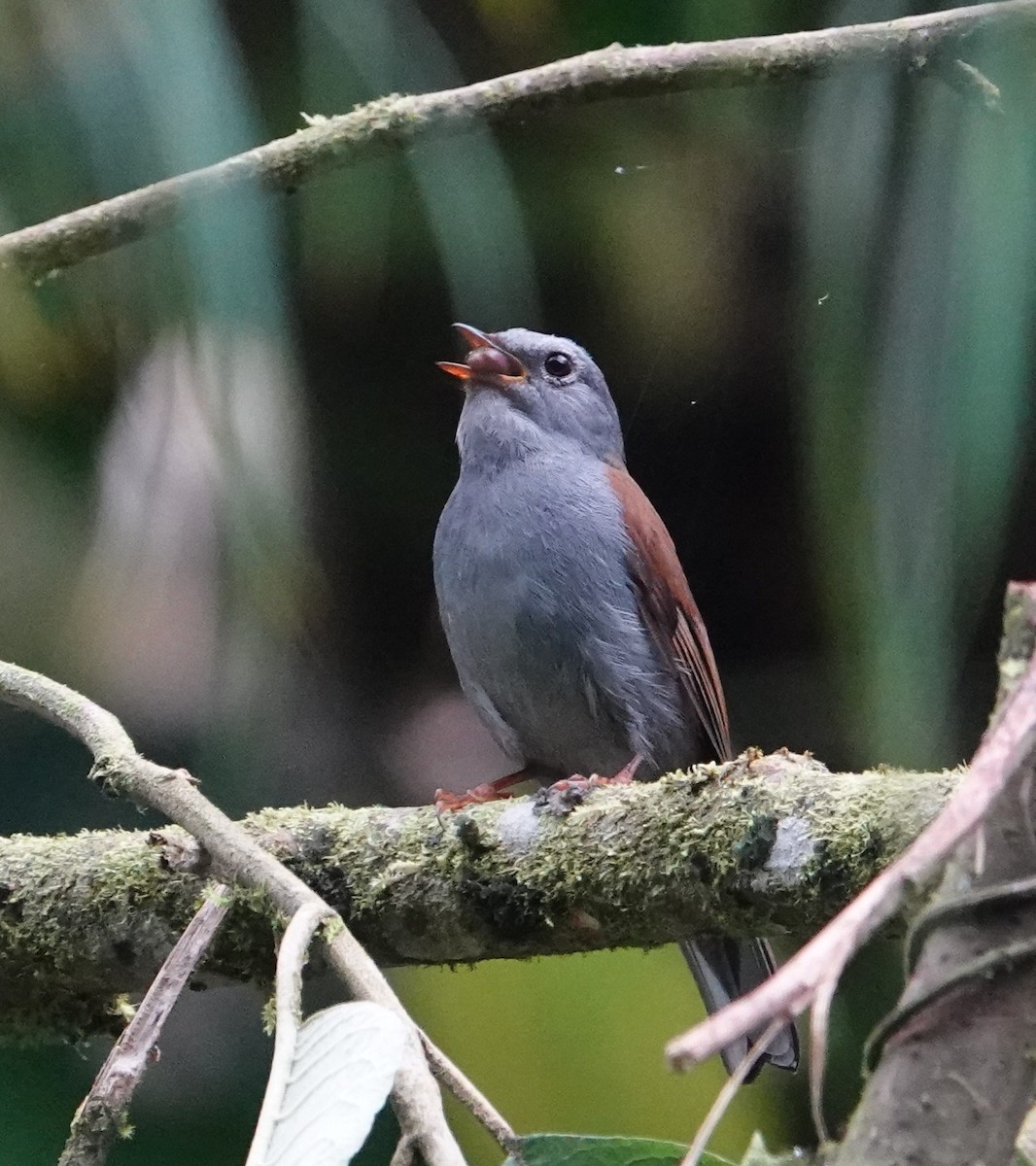 Andean Solitaire - ML618554738