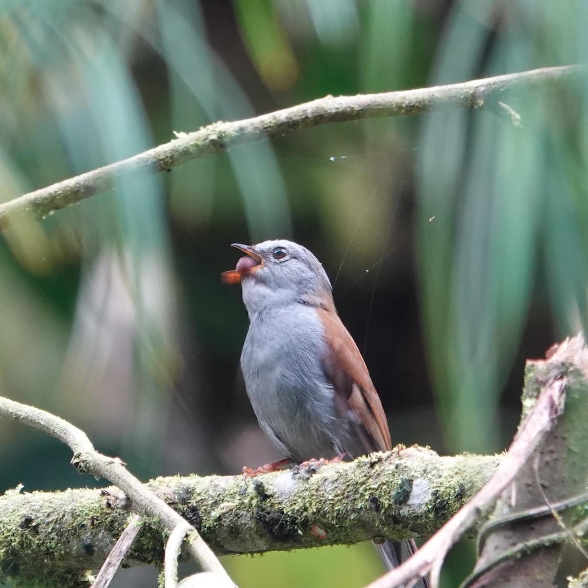 Andean Solitaire - ML618554743