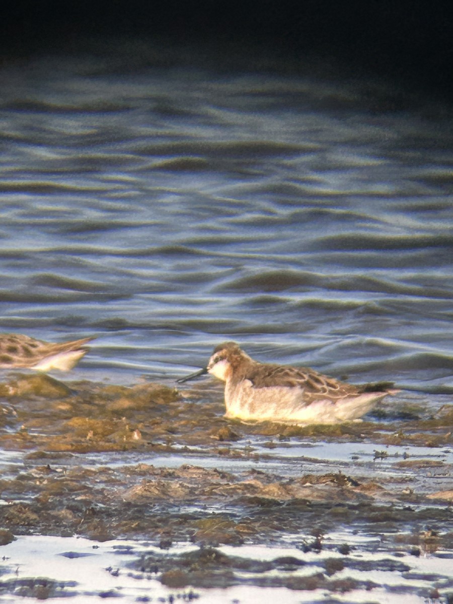 phalarope sp. - ML618554785