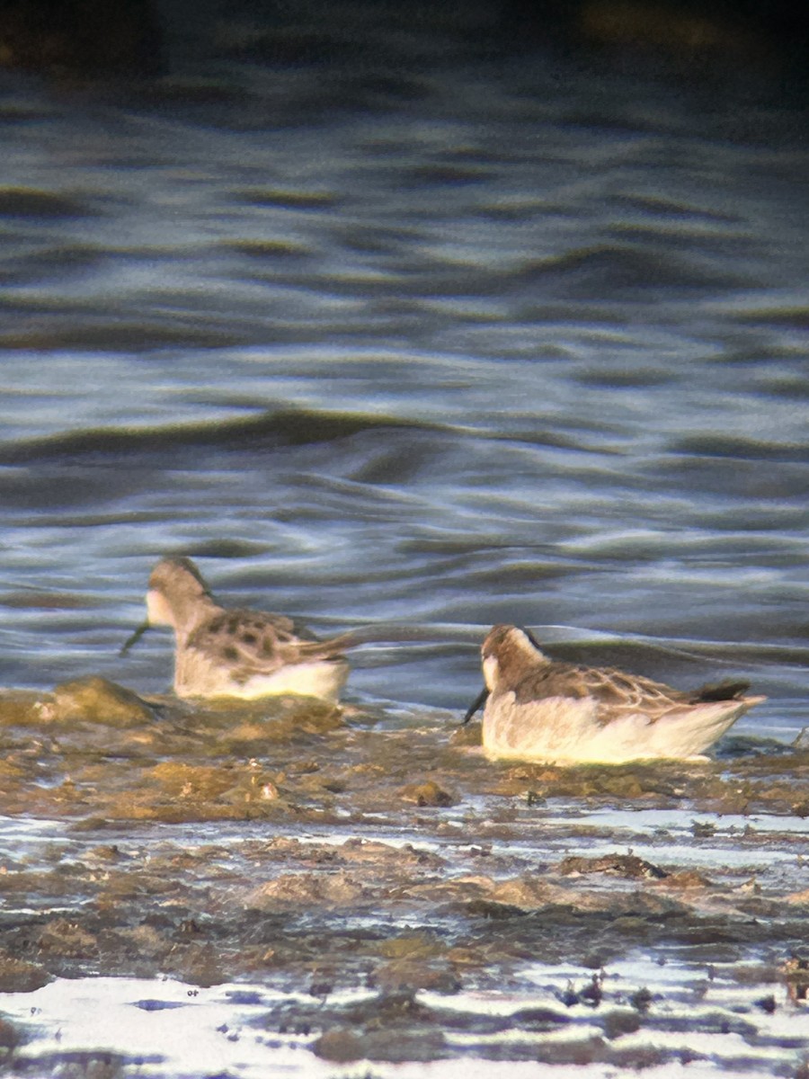 phalarope sp. - ML618554786