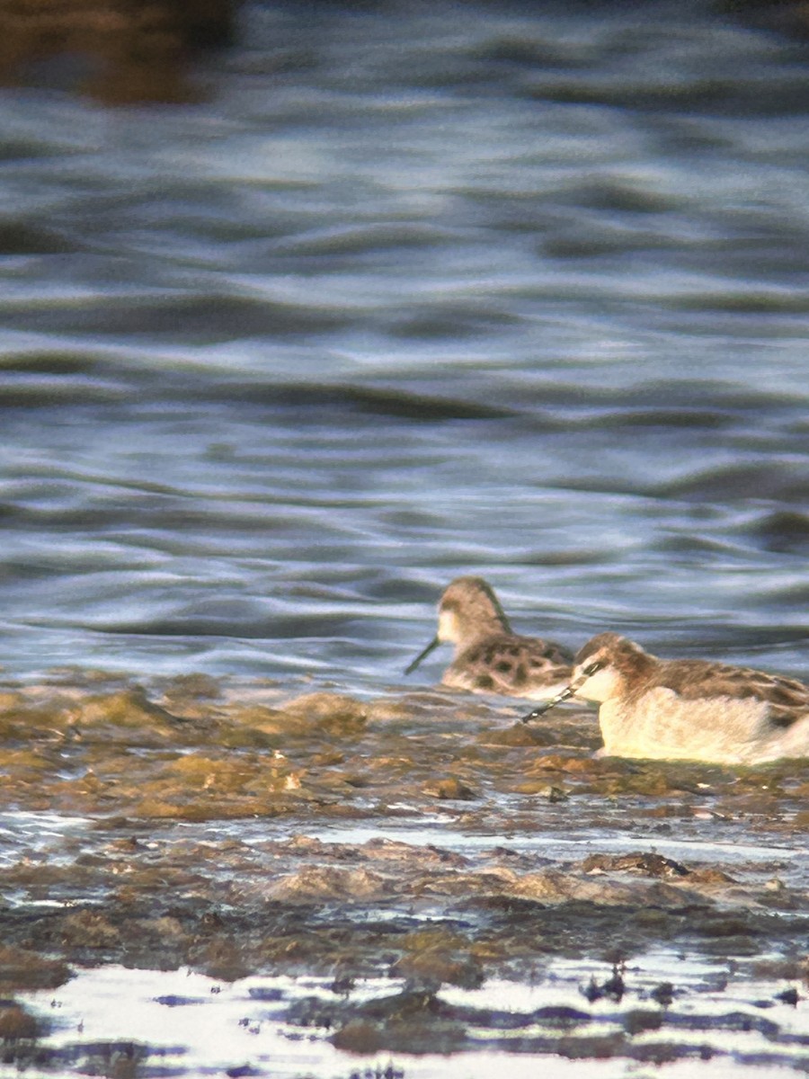 phalarope sp. - ML618554787