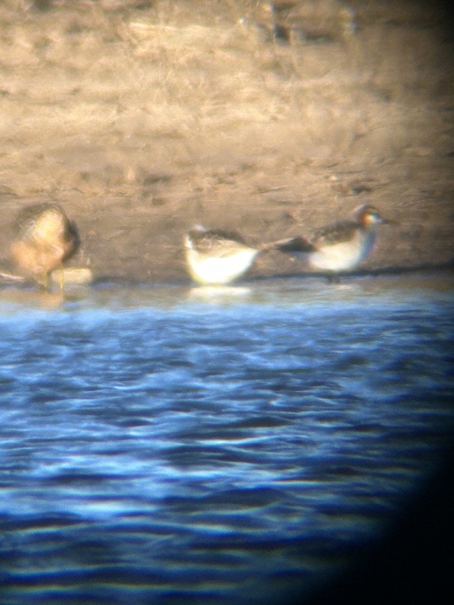 phalarope sp. - Eric Edgar