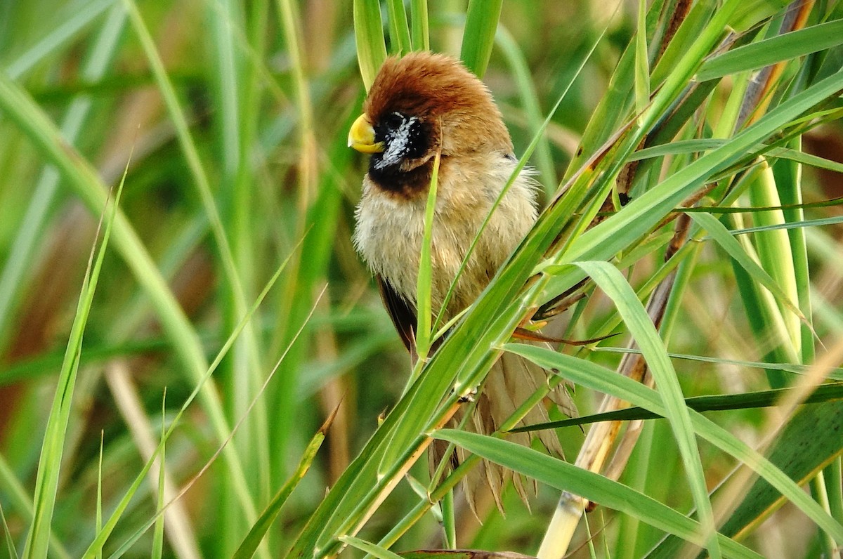 Black-breasted Parrotbill - ML618554799
