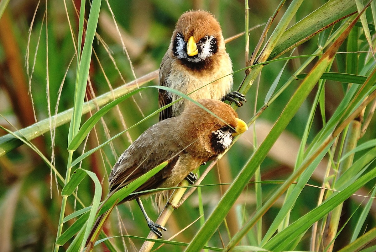 Black-breasted Parrotbill - ML618554800