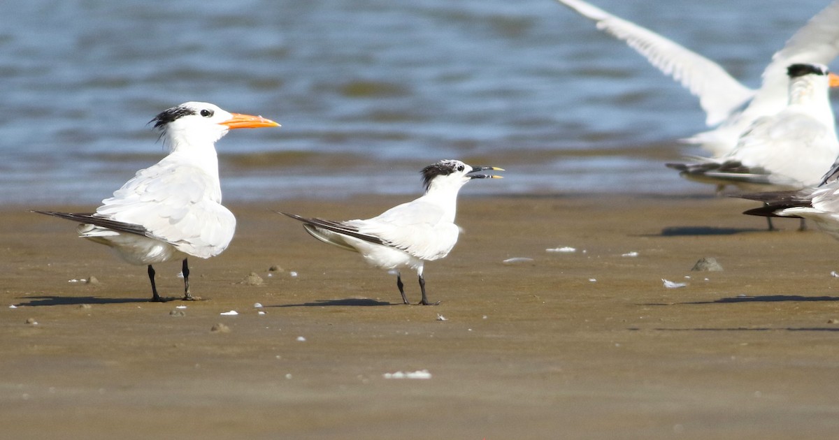 Sandwich Tern - ML618554824