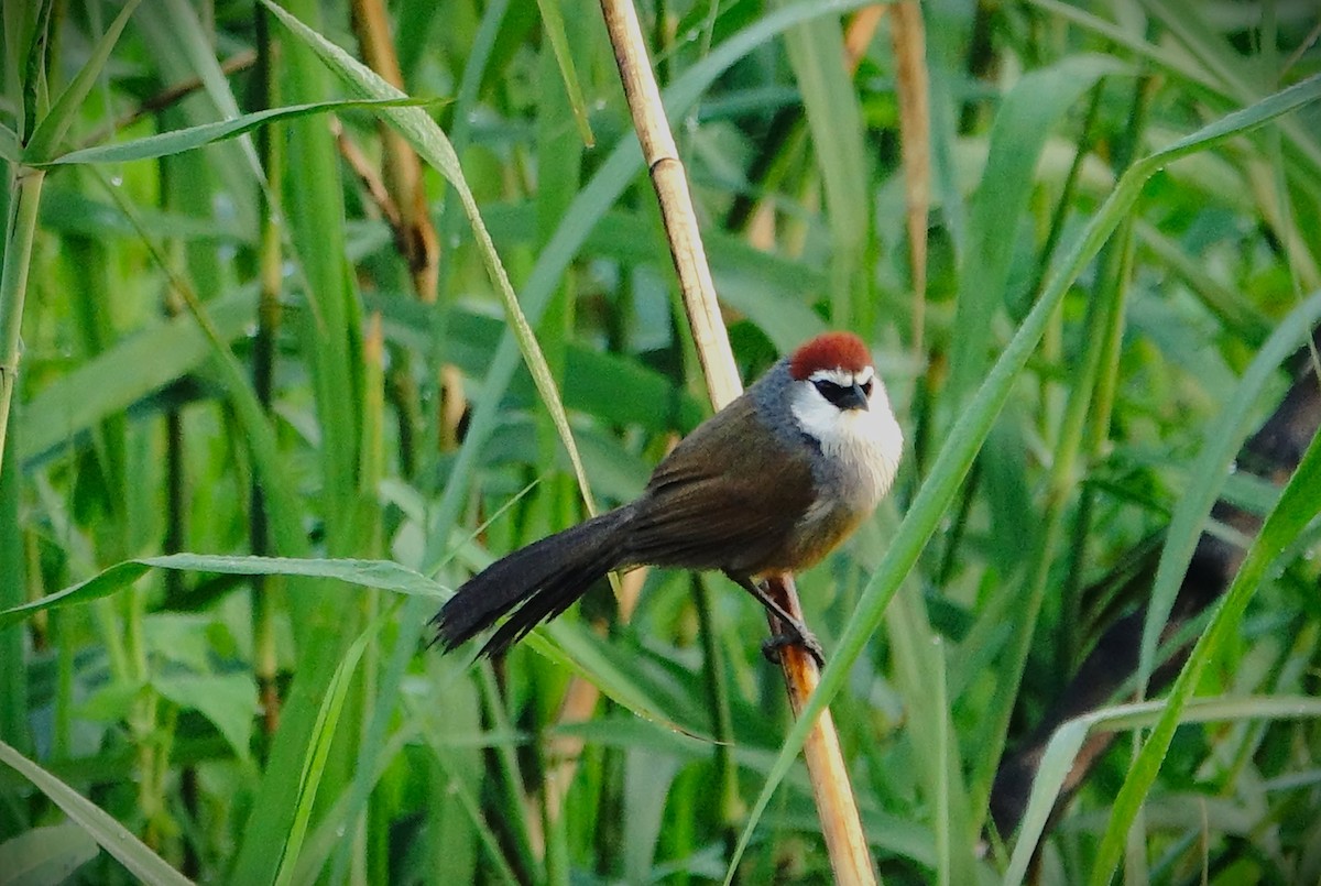 Chestnut-capped Babbler - John Clark