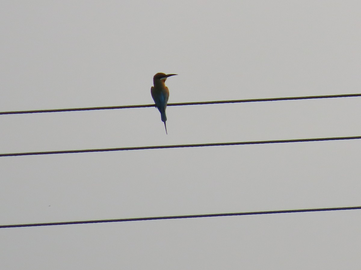 Blue-tailed Bee-eater - ML618554835