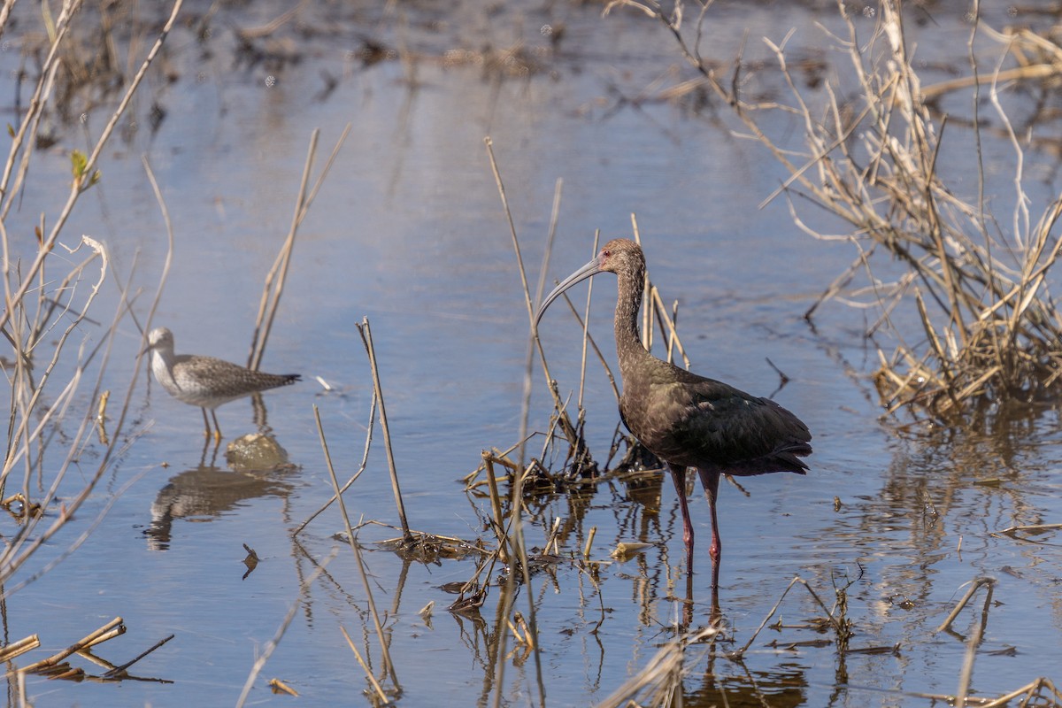 Ibis à face blanche - ML618554851