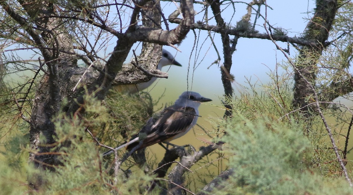 Western Kingbird - ML618554866