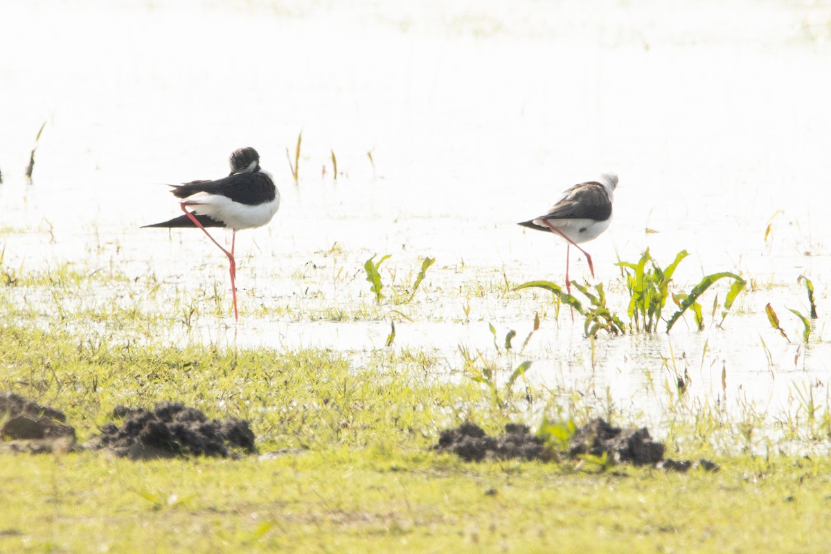 Black-winged Stilt - Letty Roedolf Groenenboom