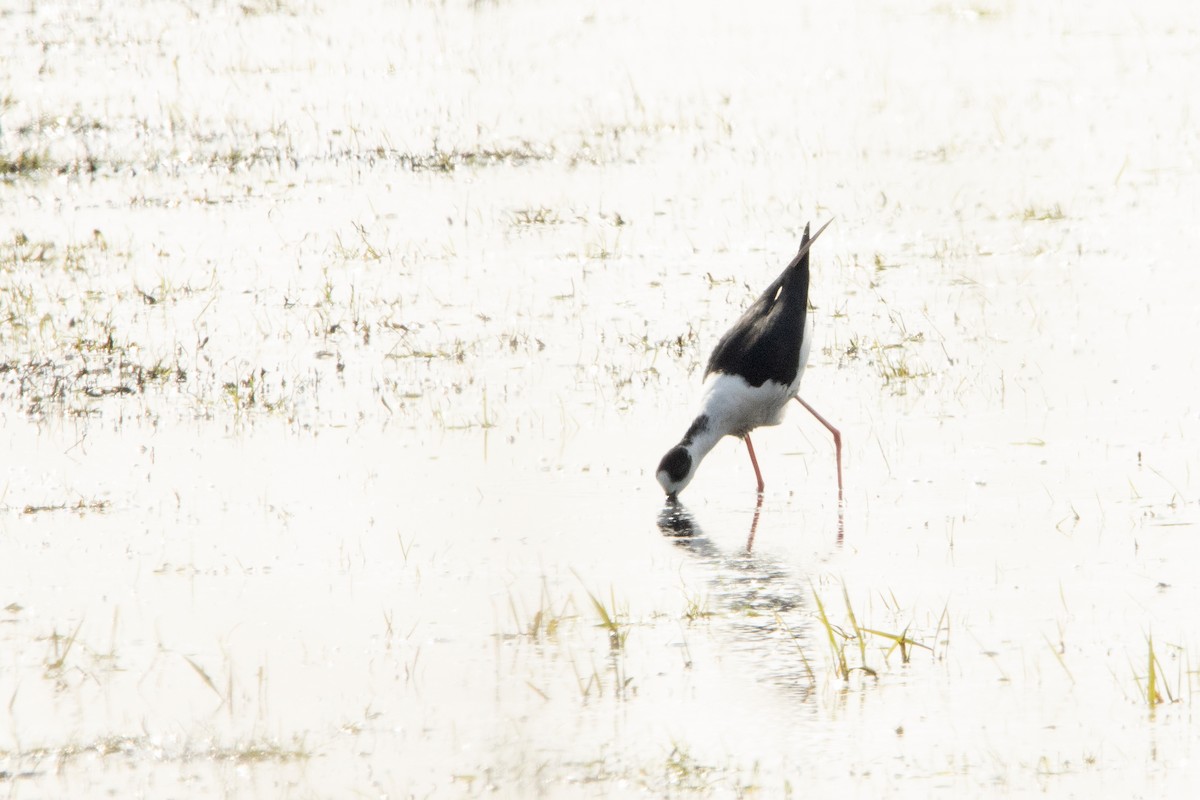 Black-winged Stilt - ML618554895