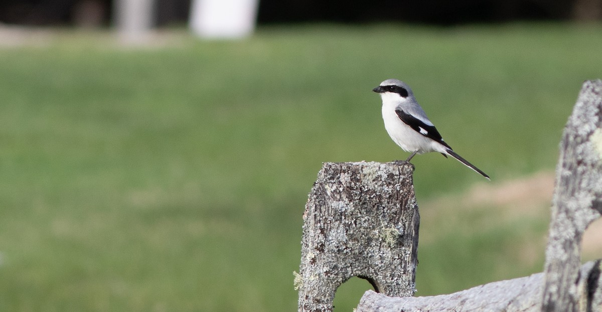 Loggerhead Shrike - ML618554896