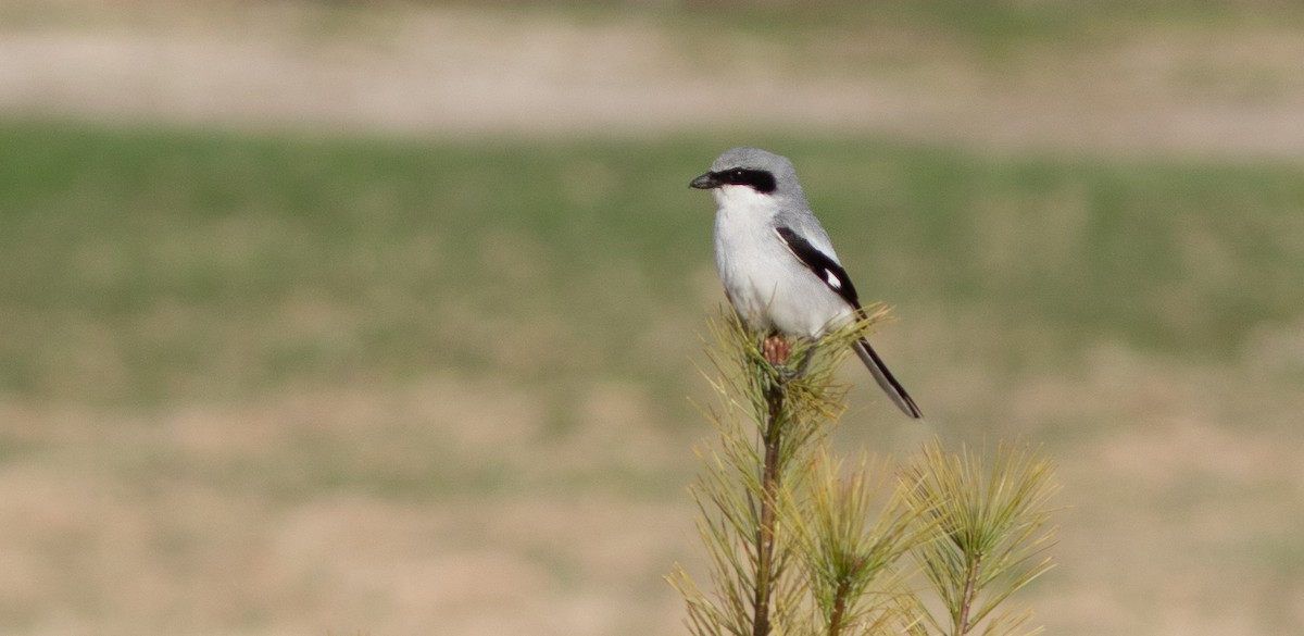 Pie-grièche migratrice - ML618554897