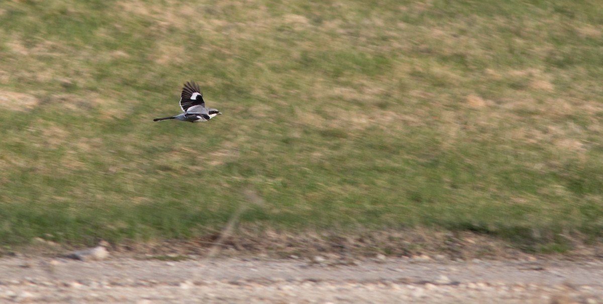 Loggerhead Shrike - ML618554898