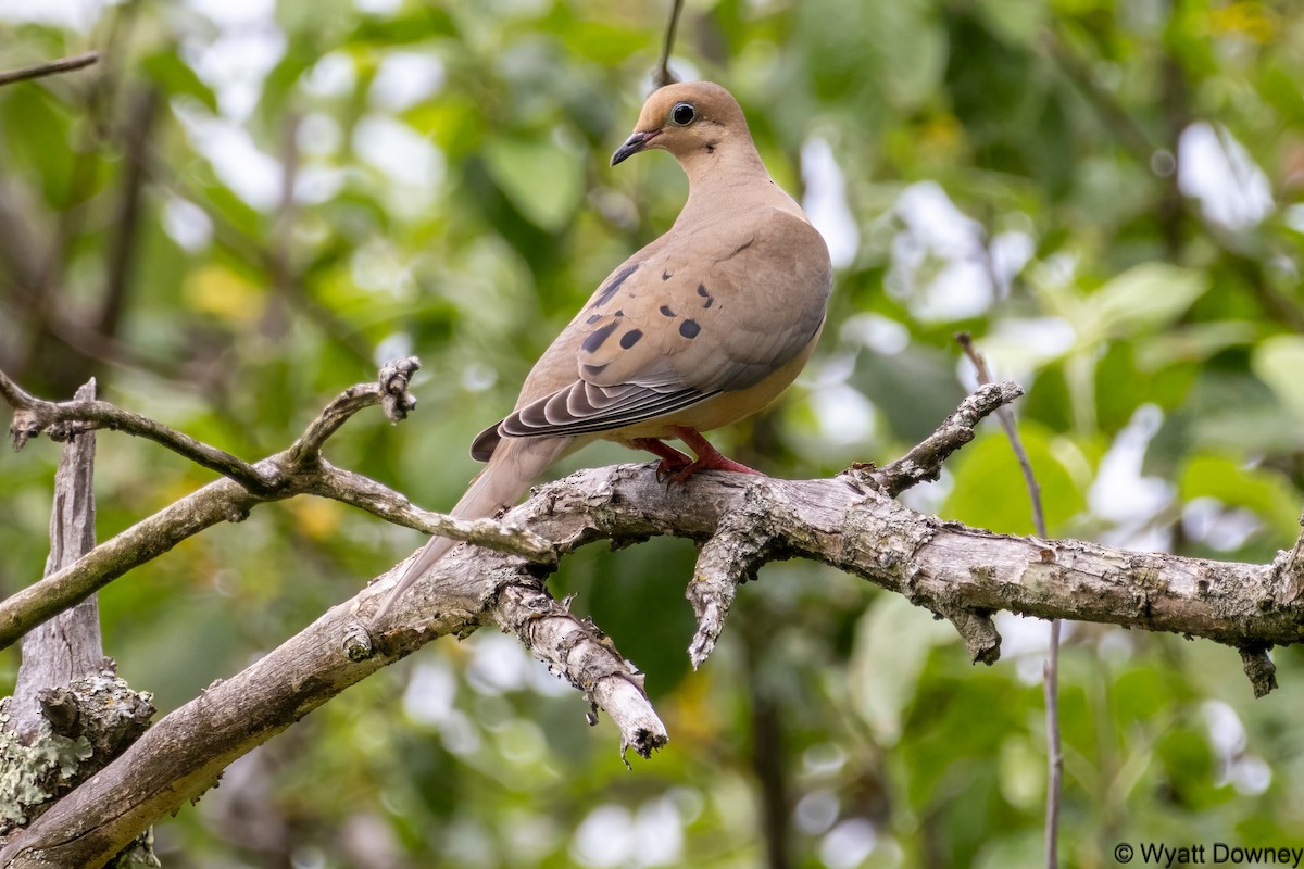 Mourning Dove - Wyatt Downey