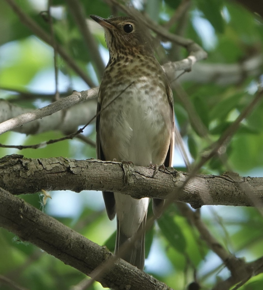 Swainson's Thrush - ML618554953