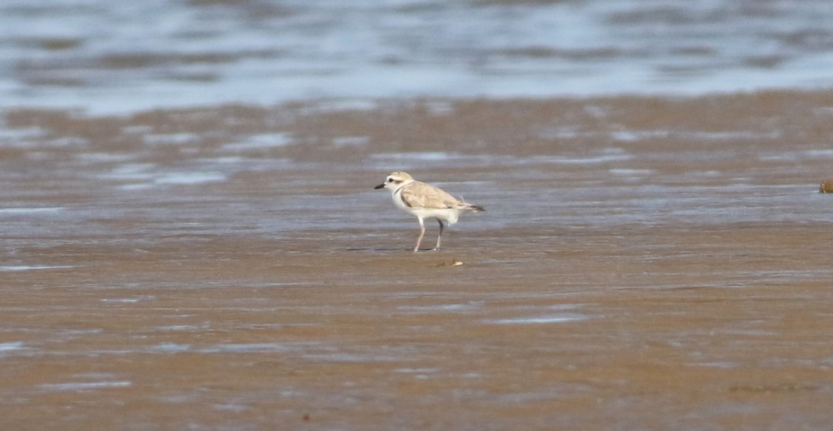 Snowy Plover - ML618554969