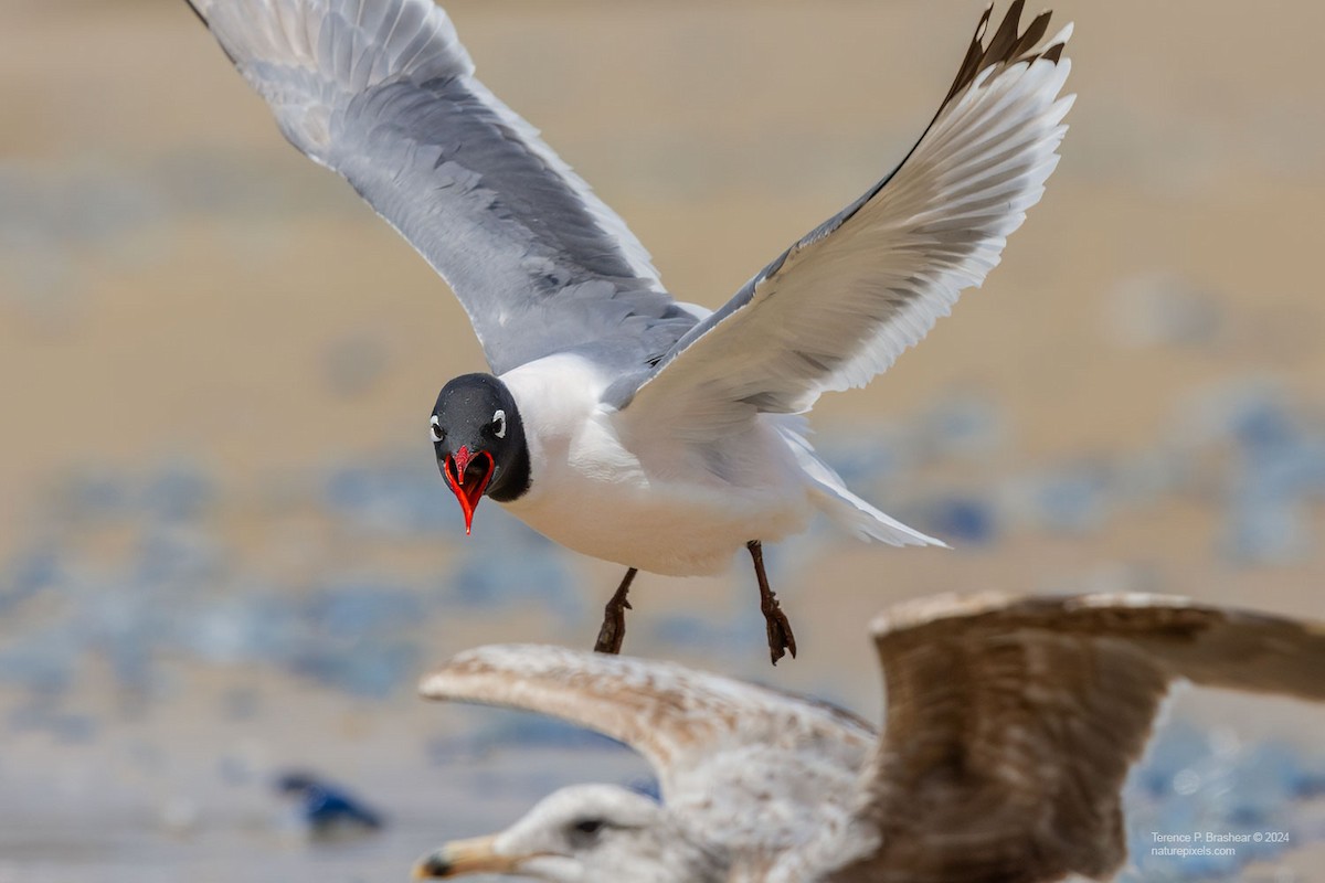 弗氏鷗 - ML618554973