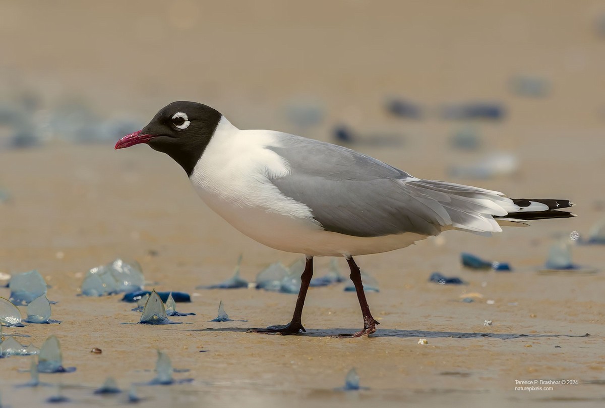 弗氏鷗 - ML618554975