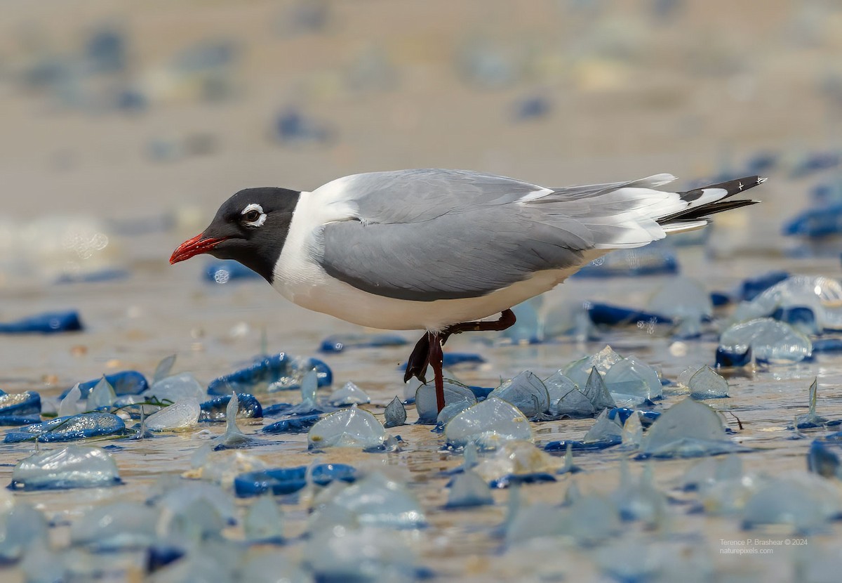 弗氏鷗 - ML618554976