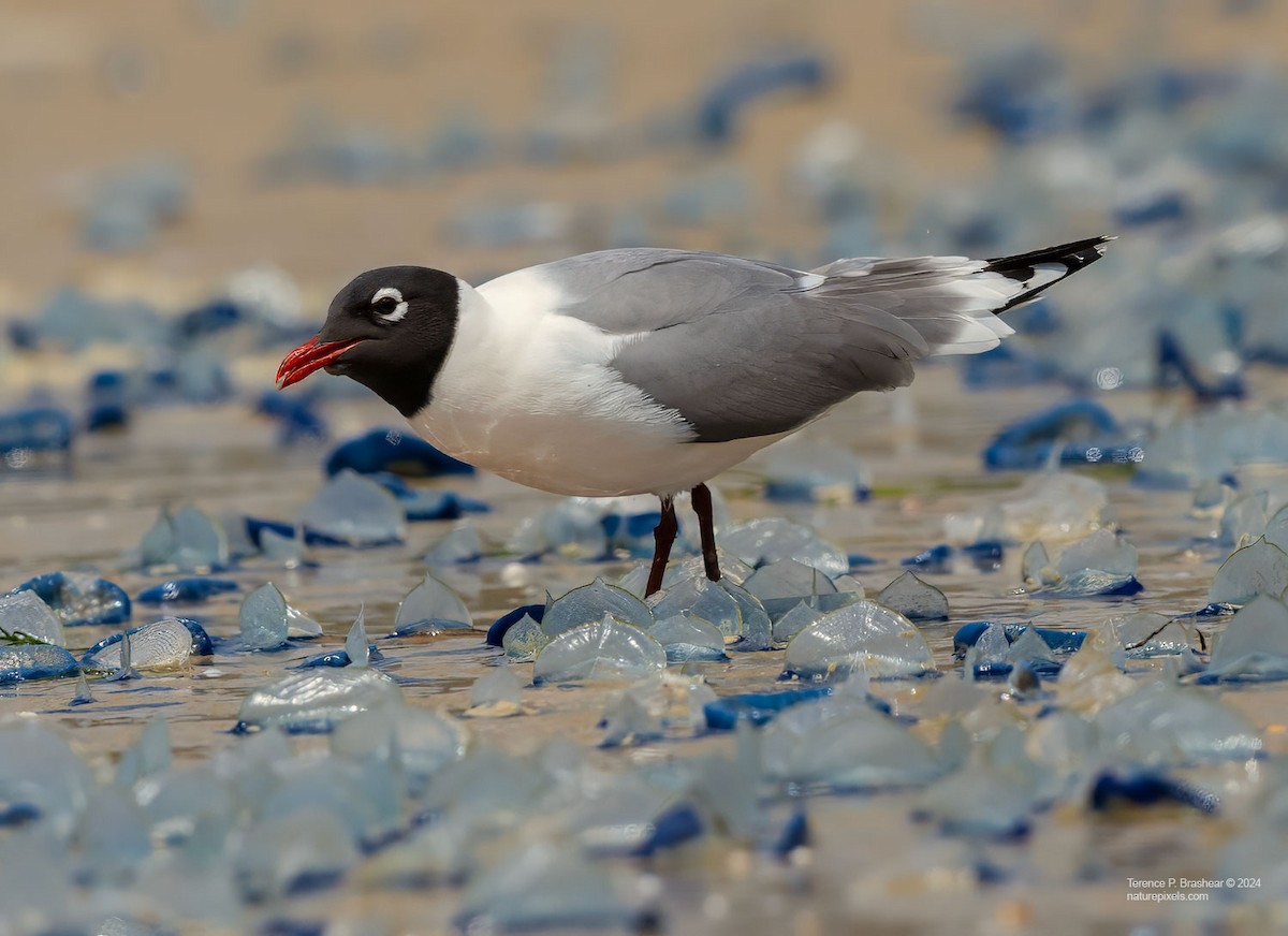 racek vnitrozemský - ML618554977