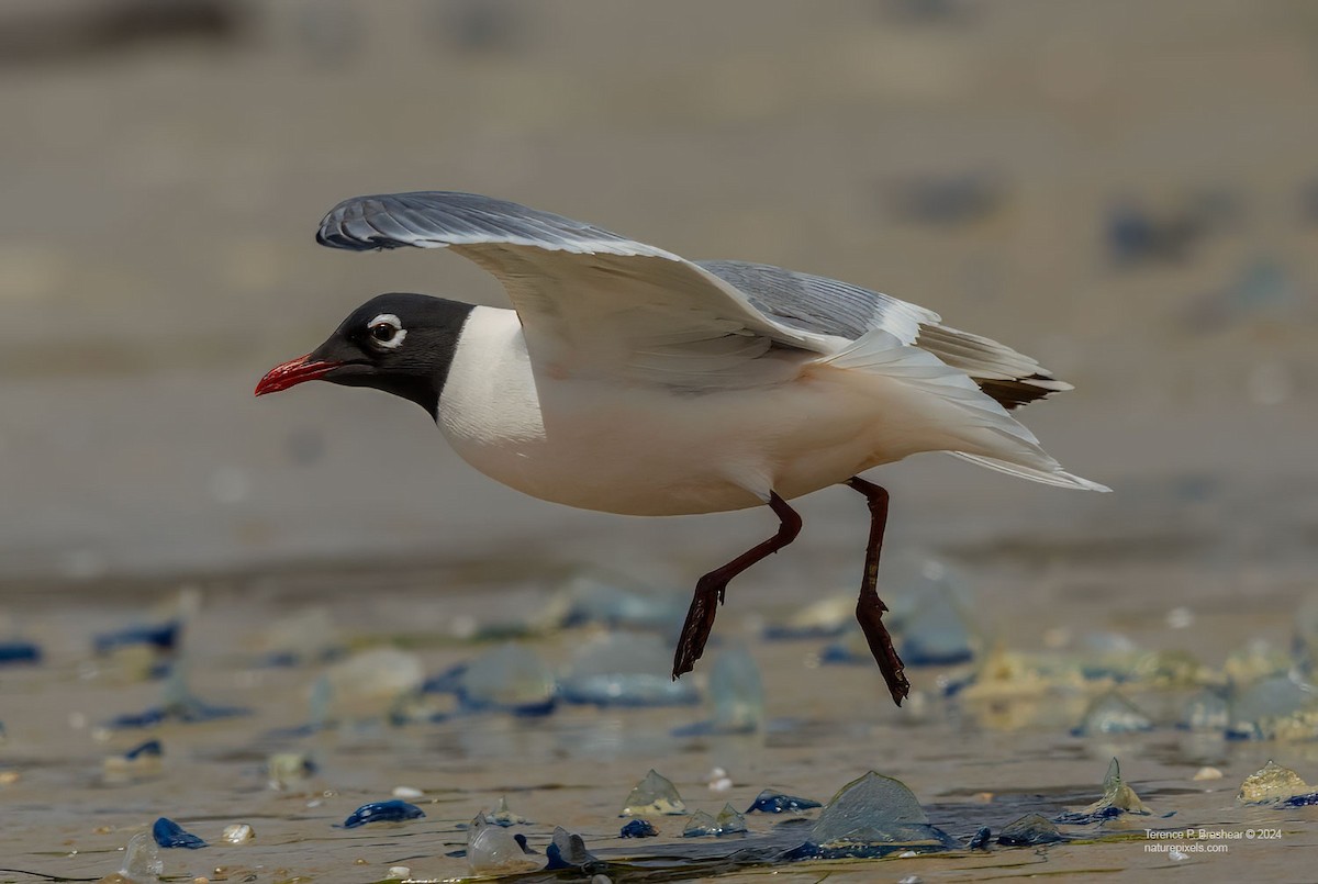 racek vnitrozemský - ML618554978