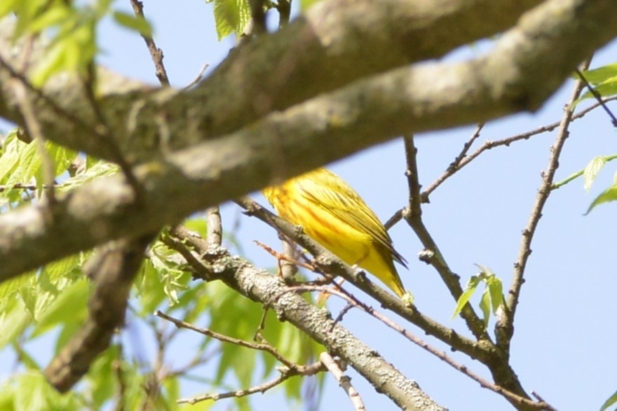 Yellow Warbler - ML618554998