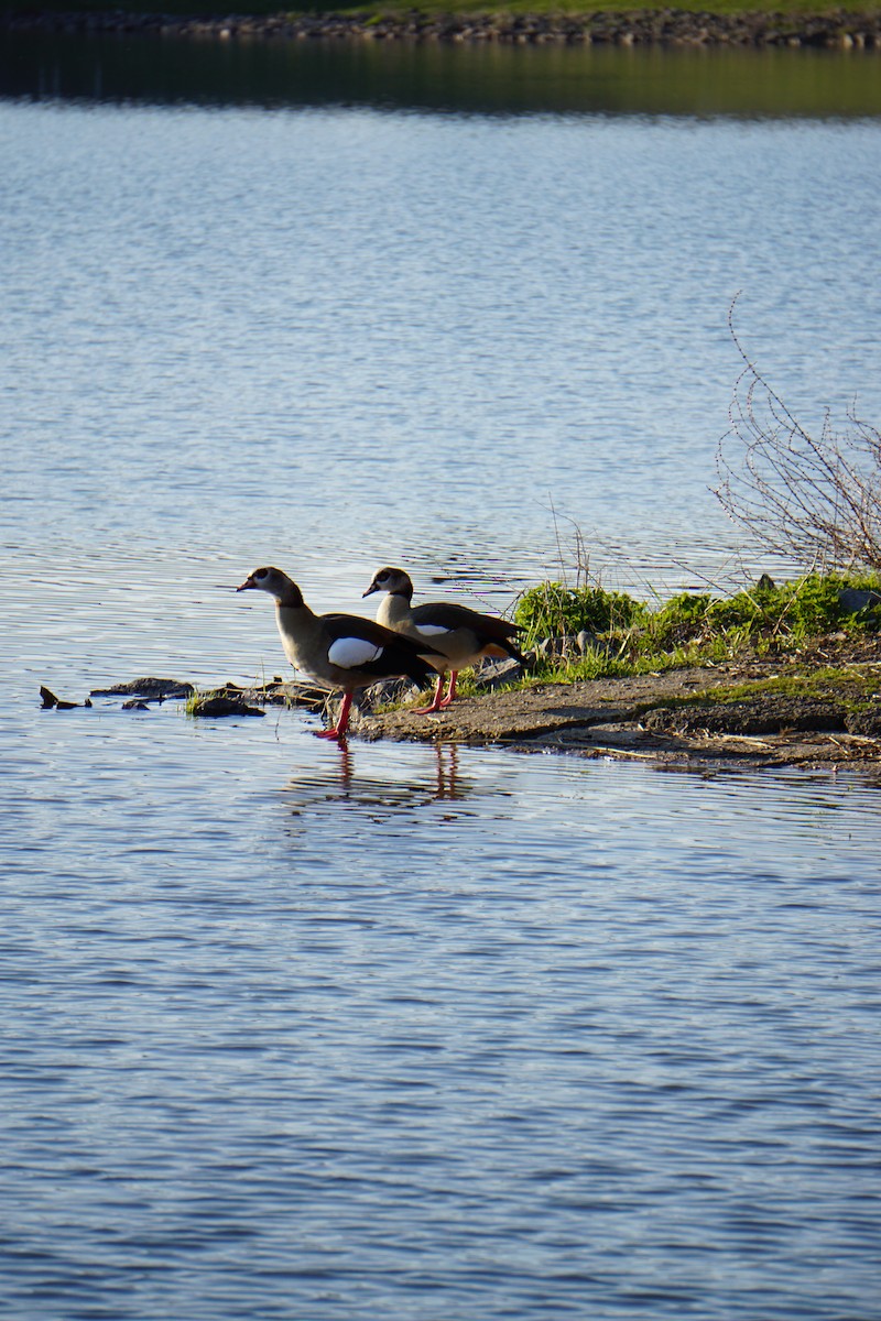 Egyptian Goose - ML618555000