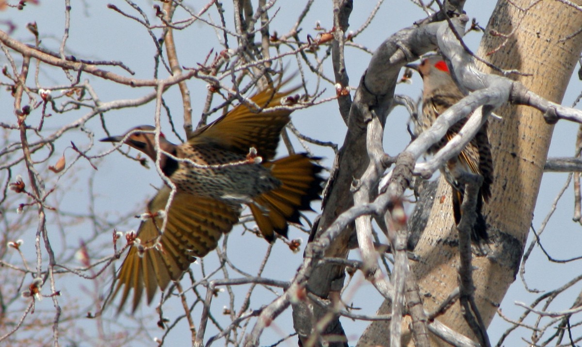 Northern Flicker - Brad/Leslie Heath/Wakelyn