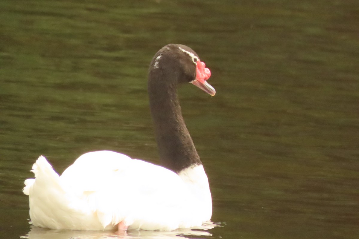 Black-necked Swan - ML618555027