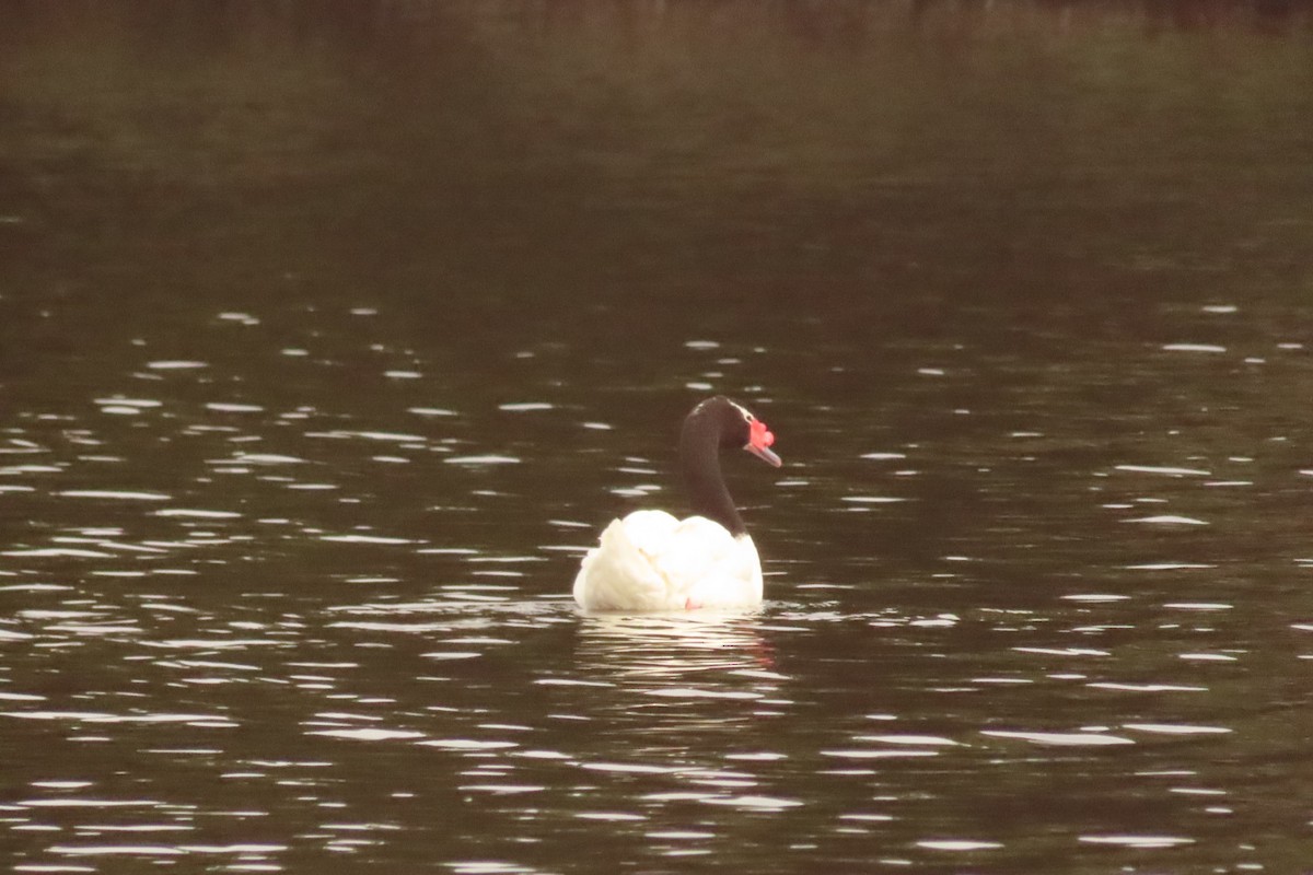 Black-necked Swan - ML618555028