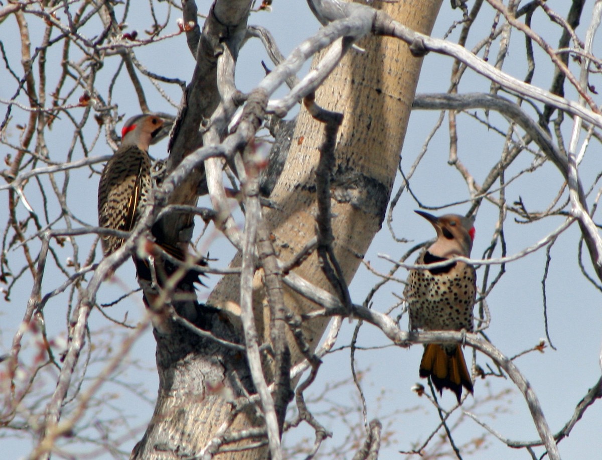 Northern Flicker - ML618555032