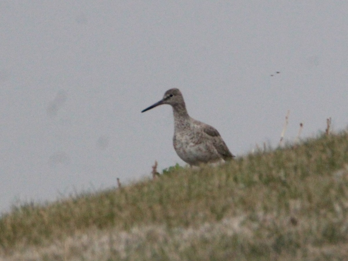 Willet - ML618555047