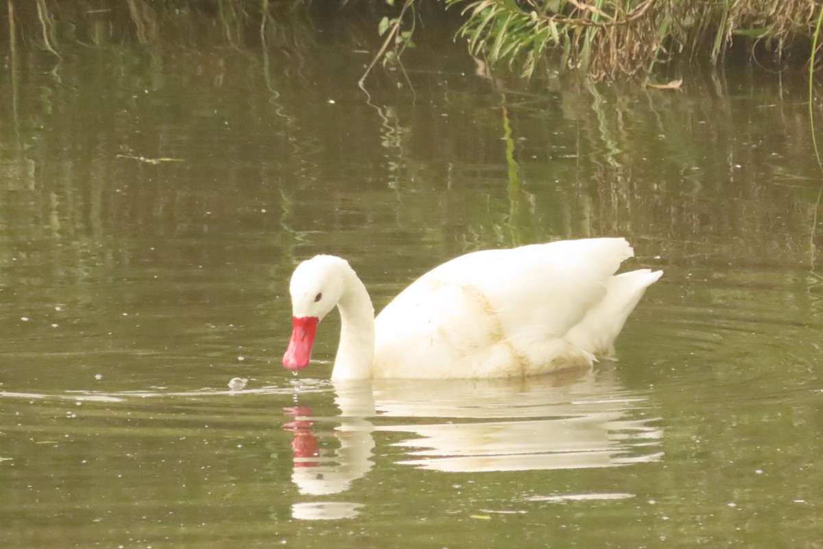 Coscoroba Swan - ML618555080