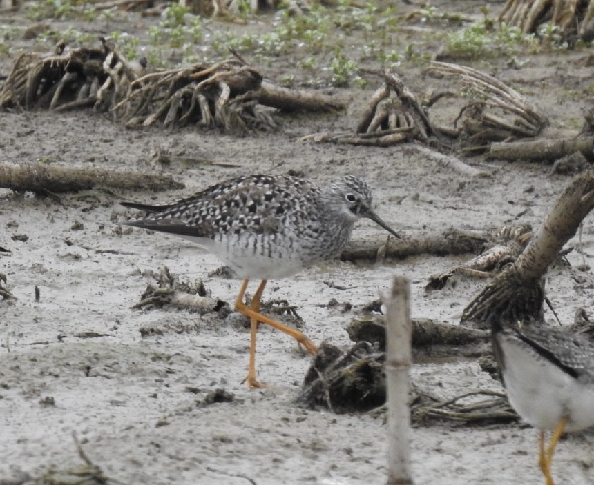 Lesser Yellowlegs - Jay Zook