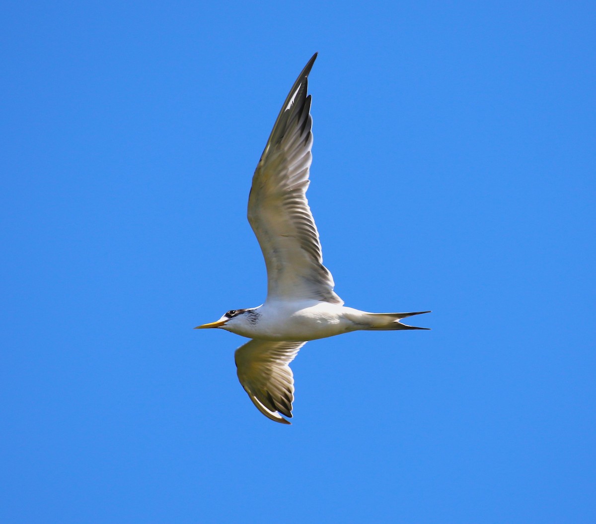 Great Crested Tern - ML618555118