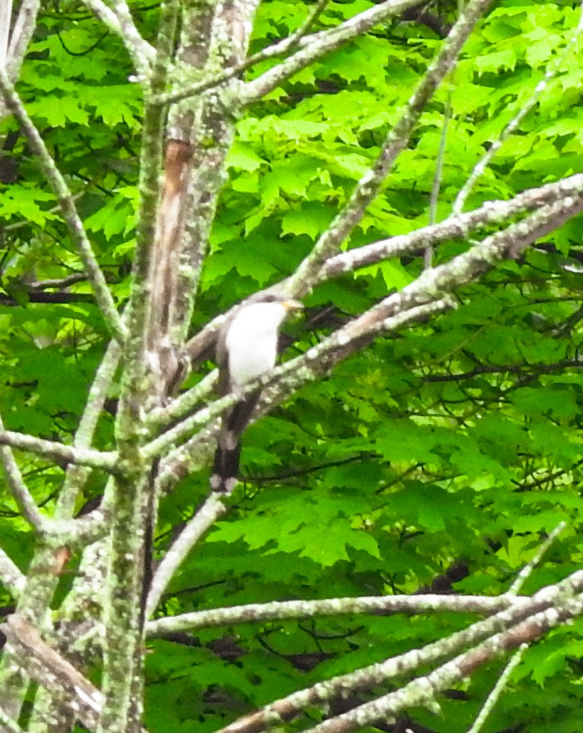 Yellow-billed Cuckoo - ML618555126