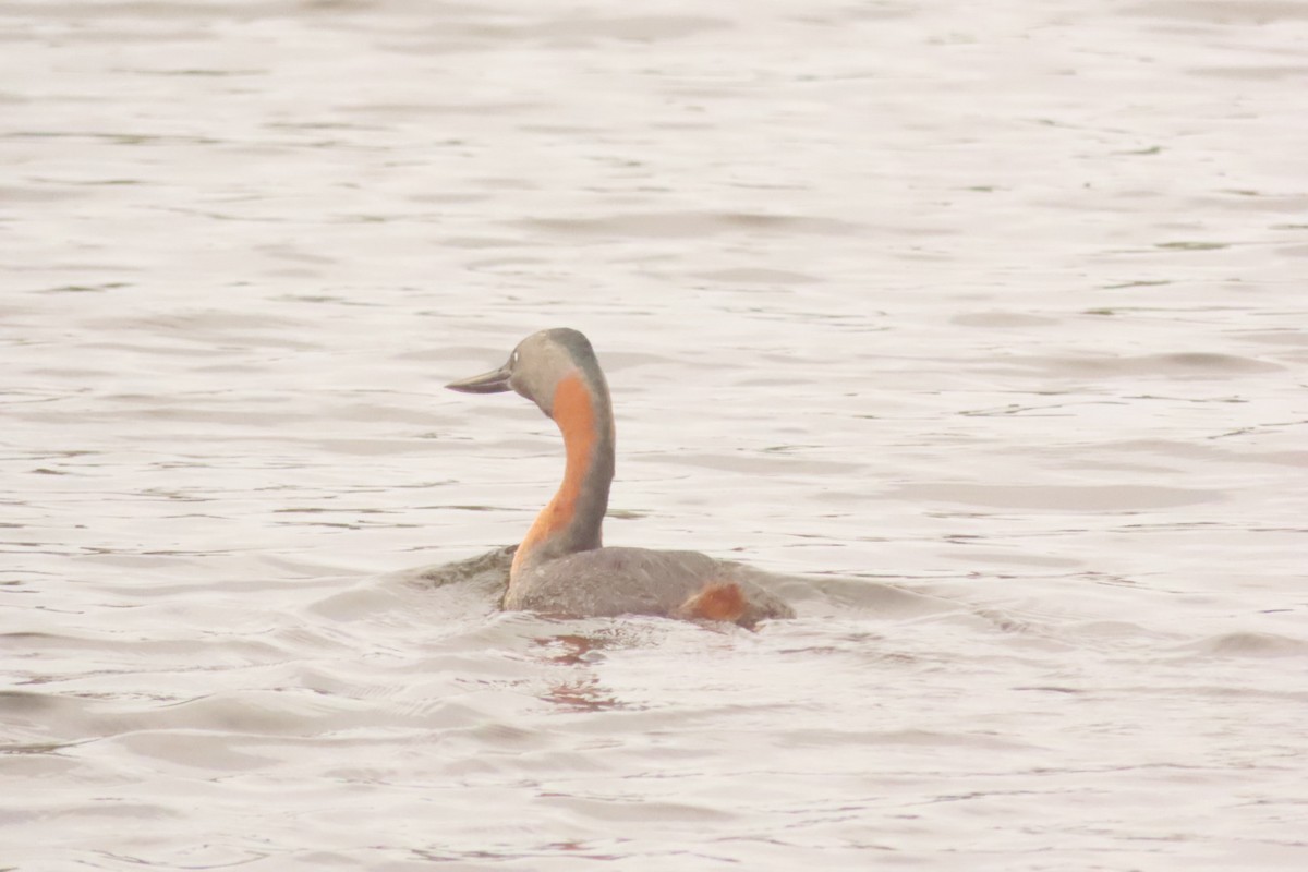 Great Grebe - ML618555214