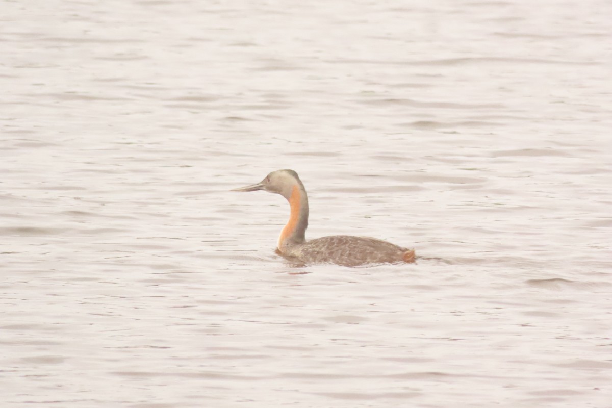 Great Grebe - ML618555216