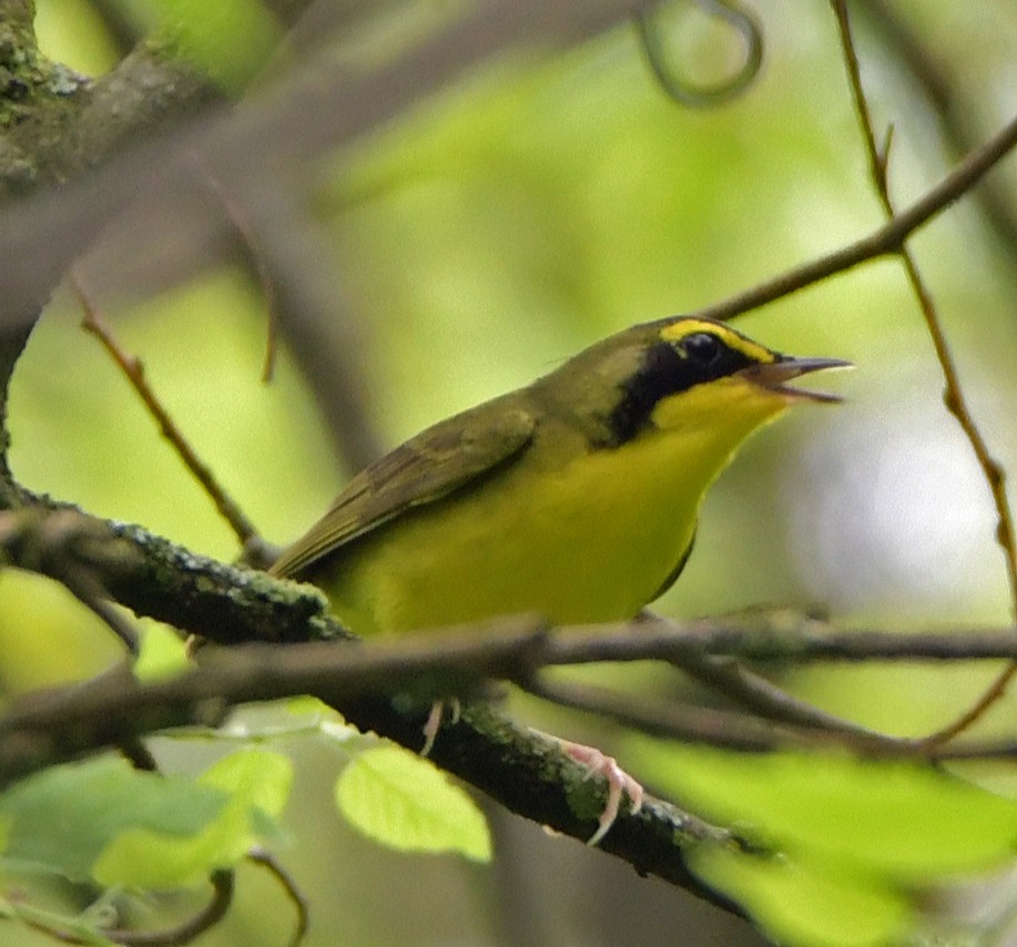 Kentucky Warbler - ML618555240