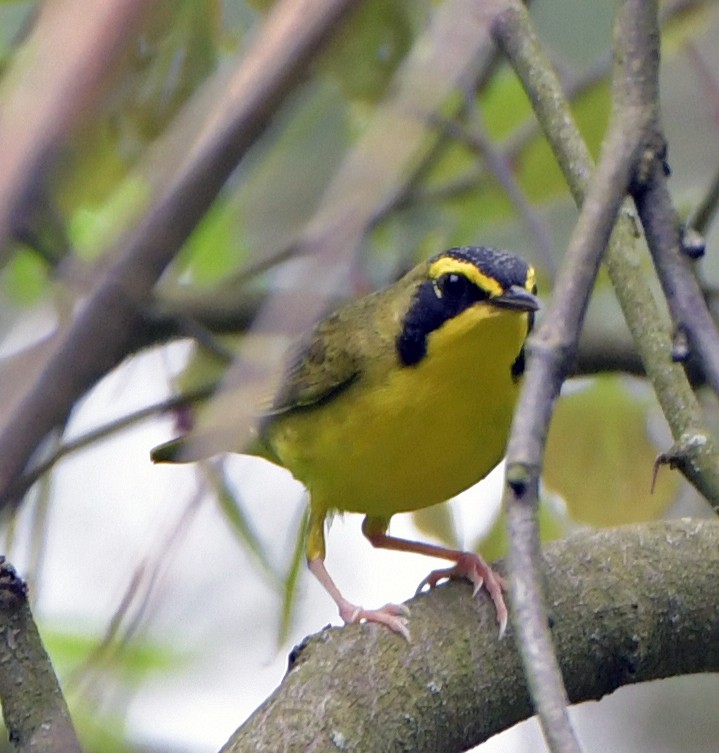 Kentucky Warbler - Connie Galey