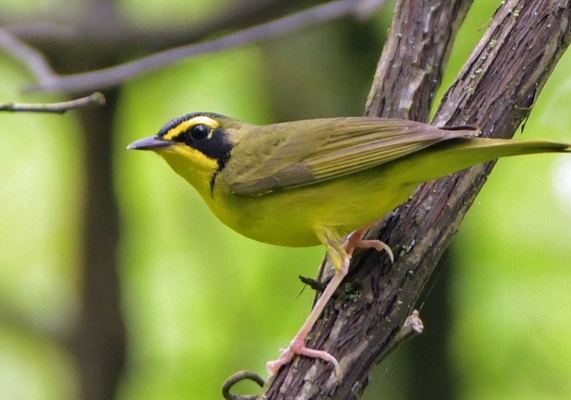 Kentucky Warbler - Connie Galey