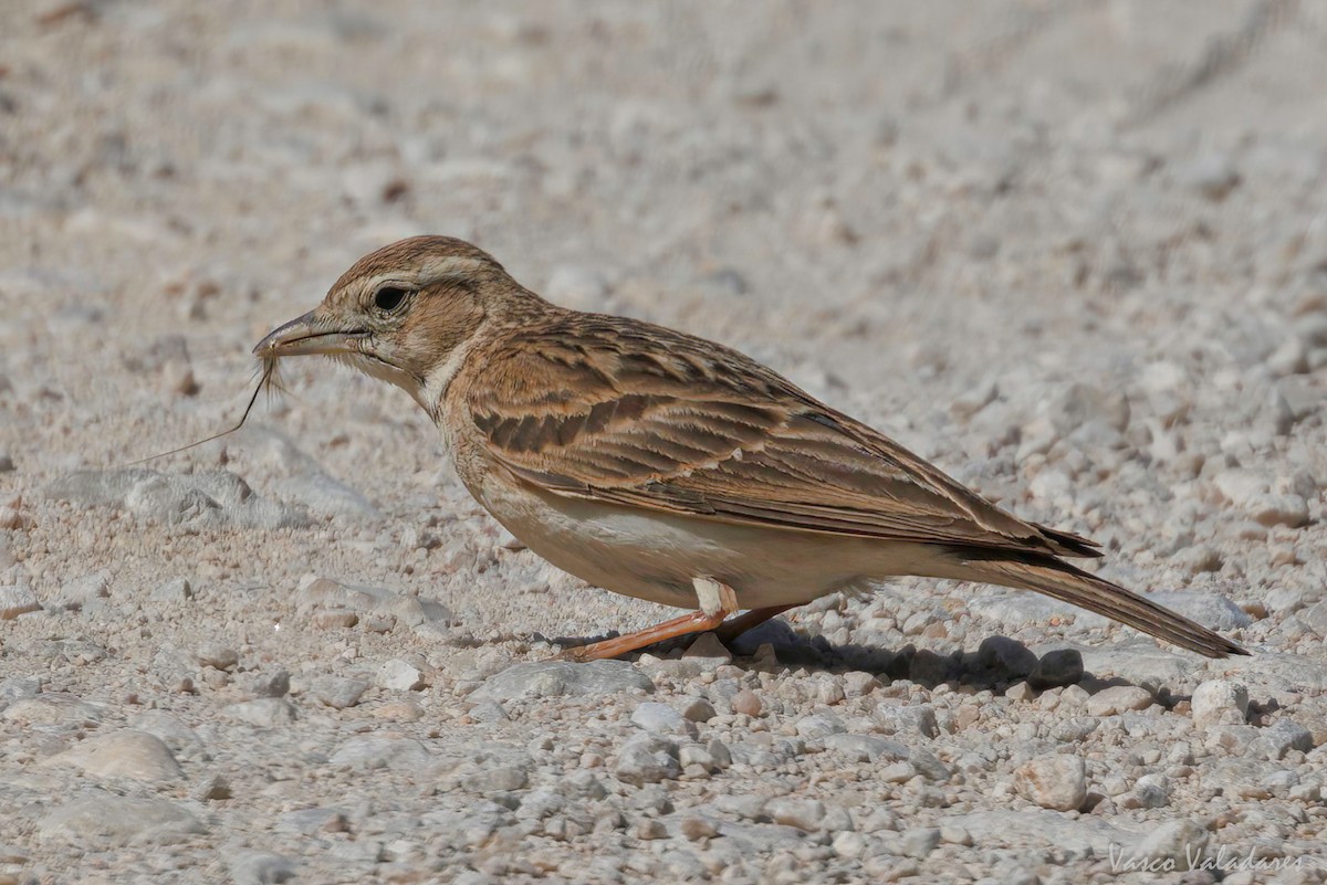 Greater Short-toed Lark - ML618555264